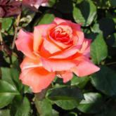Lady Rose
