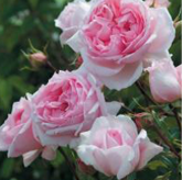 The Wedgewood Rose