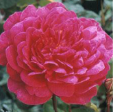 Sohpy's Rose