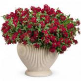 Royal Red