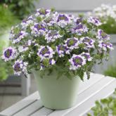 Lanaii Twister Blue  Syngenta