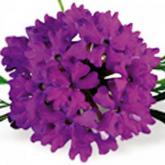 Traçante Superbena Violet Blue Lace
