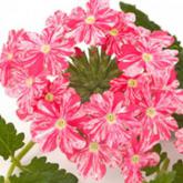 Donalena Twinkle Dark Pink
