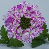 Donalena Twinkle Dark Purple