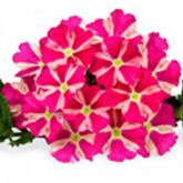 Estrella Pink Star