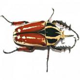Mecynorrhina Torquata Ugandensis