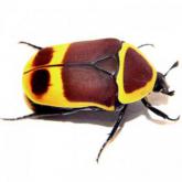 Pachnoda Marginata Peregrina