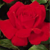 Rouge Meilland