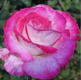 Rose Gaujard