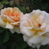 Altesse