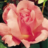 Queen Elisabeth