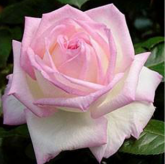 Princesse de Monaco