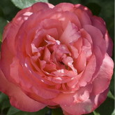 Panthère rose
