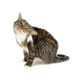 Anti-parasitaires chat