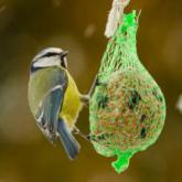 Nourriture oiseaux du ciel