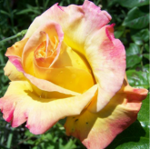 Mme A. Meilland
