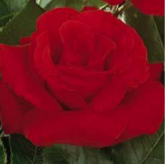 Dame de Coeur