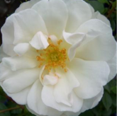 Opalia