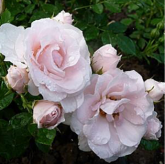 Lovely Symphonie
