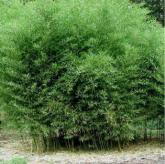 Phyllostachys Bissetii