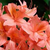 Orange Beauty