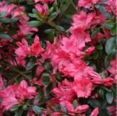 Blaauw's pink