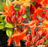 Brazil Orange