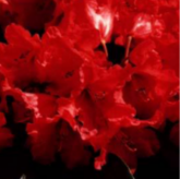 Titian Beauty