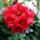 Wilgen's Ruby