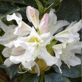 Cunningham's white