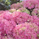 Hydrangea Everbloom Pink Wonder