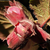 Maxima Purpurea