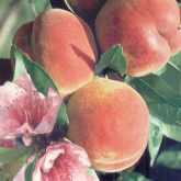 Pêche de Vigne