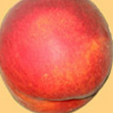 Michelini