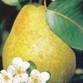Duchesse d'Angoulème