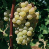 Perle de Csaba