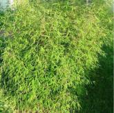 Fargesia Angustifolia