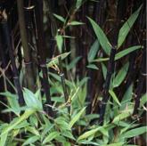 Phyllostachys Nigra