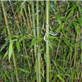 Phyllostachys Viridiglaucescens