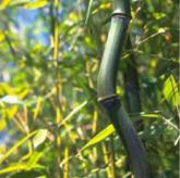 Phyllostachys Alata