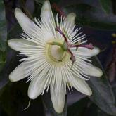 Passiflora Constance Elliot