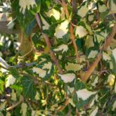 Hedera Gold Heart