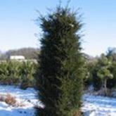 Taxus Baccata Cube