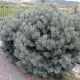 Pinus Sylvestris Watereri