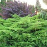 Juniperus X Media Pfitzeriana