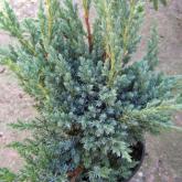 Juniperus Squamat Meyerii