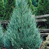 Juniperus Scopulorum Wichita Blue