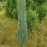 Juniperus Scopulorum Blue Arrow
