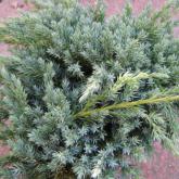 Juniperus Squamat Blue Carpet