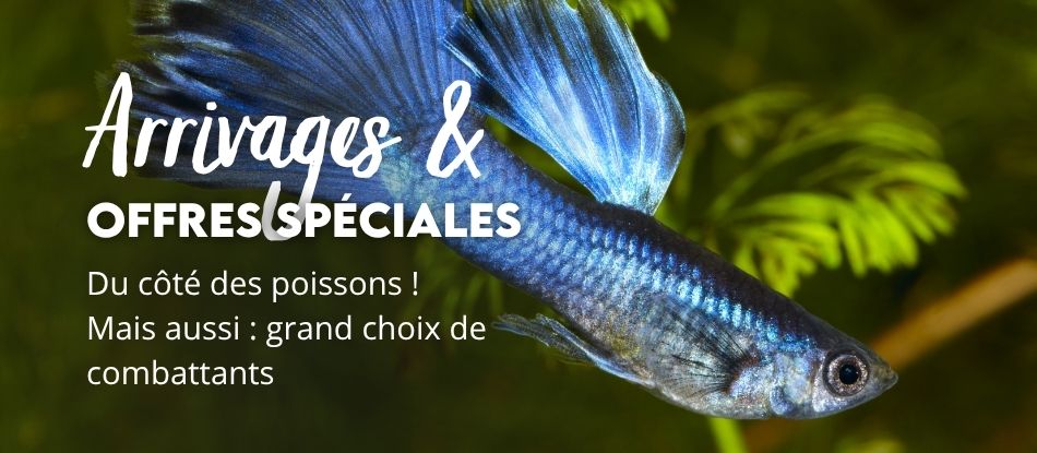 Jardinerie pépinière animalerie en ligne
